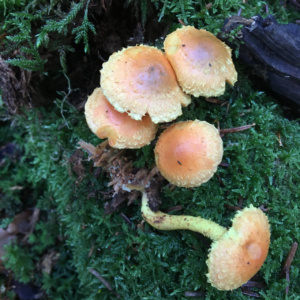 Pholiota flammans ; Pholiote flammée ; La Chapelle-Saint-Maurice, Fin de la route Forestière de l'Adret (74) ; ©Didier Hamerel
