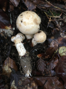 Pholiota lenta ; Pholiote visqueuse ; Saint-Jorioz, Secteur Entredozon - Bondon (74) ; ©Photo Didier Hamerel