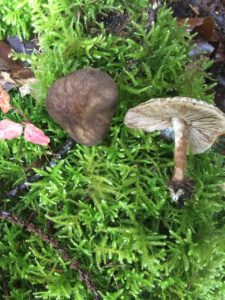 Pluteus umbrosus ; Plutée ombré ; Saint-Jorioz, Secteur Entredozon - Bondon (74) ; ©Photo Didier Hamerel