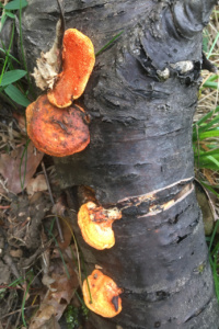 Pycnoporus cinnabarinus ; Tramète cinabre ; Leschaux, Bois Perroud et Le Clos Borgne (74) ; ©Photo Didier Hamerel