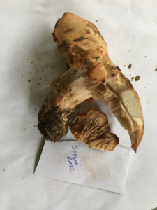 Clitopilus geminus , Rhodocybe tronqué ; Saint-Jorioz, Secteur Entredozon - Bondon (74) ; ©Photo Didier Hamerel