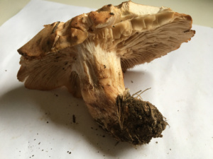 Clitopilus geminus , Rhodocybe tronqué ; Saint-Jorioz, Secteur Entredozon - Bondon (74) ; ©Photo Didier Hamerel