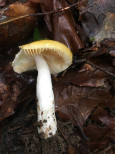 Russula ochroleuca ; Russule ocre et blanche ; Saint-Jorioz, Secteur Entredozon - Bondon (74) ; ©Photo Didier Hamerel