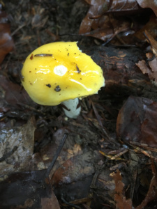 Russula ochroleuca ; Russule ocre et blanche ; Saint-Jorioz, Secteur Entredozon - Bondon (74) ; ©Photo Didier Hamerel