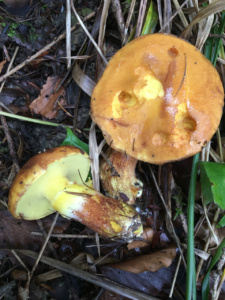 Suillus grevillei ; Bolet élégant ; La Chapelle-Saint-Maurice, Fin de la route Forestière de l'Adret (74) ; ©Didier Hamerel
