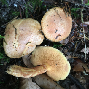Suillus tridentinus ; Bolet du trentin ; La Chapelle-Saint-Maurice, Fin de la route Forestière de l'Adret (74) ; ©Didier Hamerel