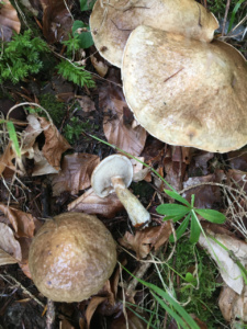 Suillus viscidus ; Bolet gris des mélèzes ; La Chapelle-Saint-Maurice, Fin de la route Forestière de l'Adret (74) ; ©Didier Hamerel
