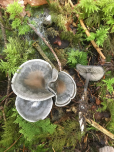 Tephrocybe rancida ; Téphrocybe rance ; Entrevernes, Granges de Serraz - Les Fauges (74) ; ©Photo Didier Hamerel