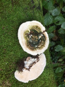 Trametes gibbosa ; Tramète bossue ; Saint-Jorioz, Secteur Entredozon - Bondon (74) ; ©Photo Didier Hamerel