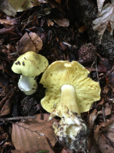 Tricholoma equestre ; Tricholome équestre, Chevalier, Canari, Jaunet ; La Chapelle-Saint-Maurice, Fin de la route Forestière de l'Adret (74) ; ©Didier Hamerel