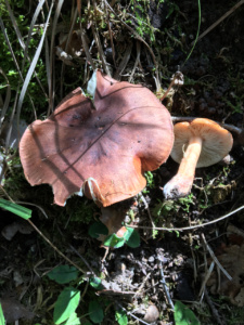 Tricholoma imbricatum ; Tricholome imbriqué ; Saint-Jorioz, Entredozon - chemin les Champs du Loup (74) ; ©Photo Didier Hamerel