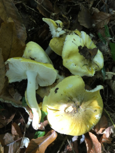 Tricholoma sejunctum ; Jaunet ; Saint-Jorioz, Entredozon - chemin les Champs du Loup (74) ; ©Photo Didier Hamerel