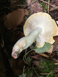 Tricholoma sejunctum ; Jaunet ; La Chapelle-Saint-Maurice, Fin de la route Forestière de l'Adret (74) ; ©Didier Hamerel
