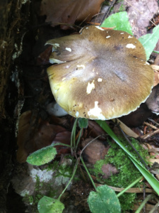 Tricholoma sejunctum ; Jaunet ; La Chapelle-Saint-Maurice, Fin de la route Forestière de l'Adret (74) ; ©Didier Hamerel