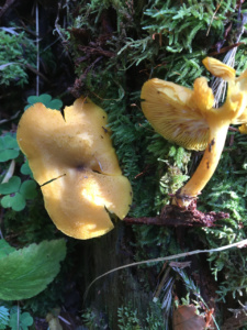Tricholomopsis decora ; Tricholome décoré ; La Chapelle-Saint-Maurice, Fin de la route Forestière de l'Adret (74) ; ©Didier Hamerel