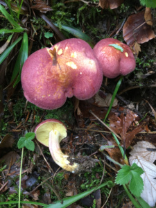 Tricholomopsis rutilans ; Tricholome rutilant ; La Chapelle-Saint-Maurice, Fin de la route Forestière de l'Adret (74) ; ©Didier Hamerel