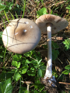 Volvopluteus gloiocephalus ; Volvaire gluante ; Saint-Jorioz, Entredozon - chemin les Champs du Loup (74) ; ©Photo Didier Hamerel