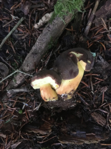 Xerocomellus pruinatus ; Bolet pruineux ; Entrevernes, Granges de Serraz - Les Fauges (74) ; ©Photo Didier Hamerel