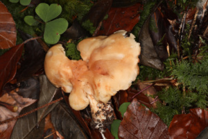 Clitopilus geminus ; Rhodocybe tronqué ; Saint-Laurent, Planet (74) ; ©Photo Alain Benard