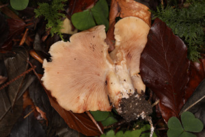 Clitopilus geminus ; Rhodocybe tronqué ; Saint-Laurent, Planet (74) ; ©Photo Alain Benard