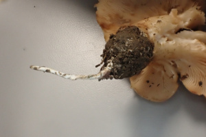 Cordon mycélien blanc de Clitopilus geminus ; Rhodocybe tronqué ; Saint-Laurent, Planet (74) ; ©Photo Alain Benard