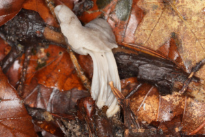 Helvella sulcata ; Helvelle lacuneuse var. sillonnée ; Saint-Laurent, Le Châble (74) ; ©Photo Alain Benard