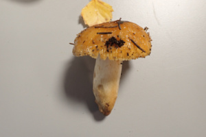 Russula foetens ; Russule fétide ; Sévrier, Secteur Biollet (74) ; ©Photo Alain Benard