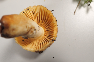 Russula foetens ; Russule fétide ; Sévrier, Secteur Biollet (74) ; ©Photo Alain Benard