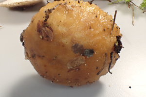 Russula foetens ; Russule fétide ; Sévrier, Secteur Biollet (74) ; ©Photo Alain Benard