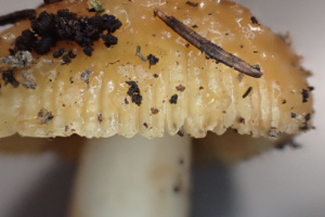 Russula foetens ; Russule fétide ; Sévrier, Secteur Biollet (74) ; ©Photo Alain Benard