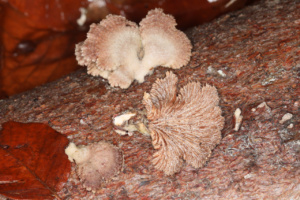 Schizophyllum commune ; Schizophylle commun ; Saint-Laurent, Planet (74) ; ©Photo Alain Benard