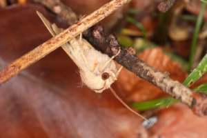 Sunira circellaris ; Xanthie ferruginée (La) ; Saint-Laurent, Planet (74) ; ©Photo Alain Benard