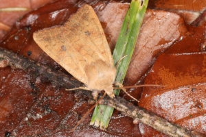 Sunira circellaris ; Xanthie ferruginée (La) ; Saint-Laurent, Planet (74) ; ©Photo Alain Benard