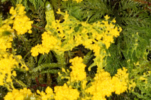Physarum virescens ; Fillière, La Sapinière (74) ; ©Photo Alain Benard