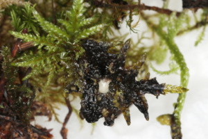 Physarum virescens ; Fillière, La Sapinière (74) ; ©Photo Alain Benard