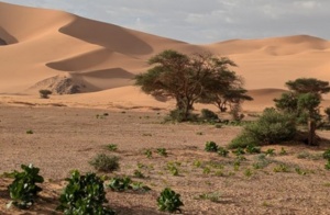Conférence Flore Maghreb