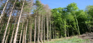 Les forêts face au Changement Climatique Global Généralités et zoom sur le Haut Jura par Emmanuel Lierdeman