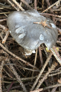 Hygrophorus camarophyllus ; Hygrophore des chèvres ; Saint Jorioz, Entredozon&nbsp;route du col de Leschaux (74) ; ©Photo Didier Hamerel