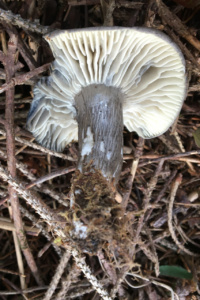 Hygrophorus camarophyllus ; Hygrophore des chèvres ; Saint Jorioz, Entredozon&nbsp;route du col de Leschaux (74) ; ©Photo Didier Hamerel