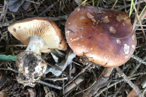 Leucocortinarius bulbiger ; Leucocortinaire bulbeux ; Saint Jorioz, Entredozon&nbsp;route du col de Leschaux (74) ; ©Photo Didier Hamerel