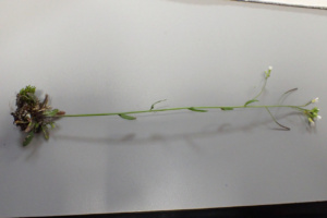 Arabidopsis thaliana ; Fausse arabette de Thalius, Arabette de Thalius, Arabette des dames ; ©Photo Alain Benard