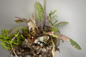 Arabidopsis thaliana ; Fausse arabette de Thalius, Arabette de Thalius, Arabette des dames ; ©Photo Alain Benard