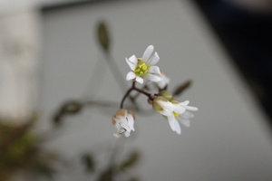 Draba verna ; Drave printanière, Drave de printemps, Érophile printanière ; ©Photo Alain Benard