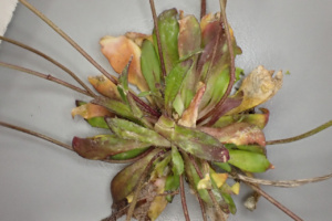 Draba verna ; Drave printanière, Drave de printemps, Érophile printanière ; ©Photo Alain Benard