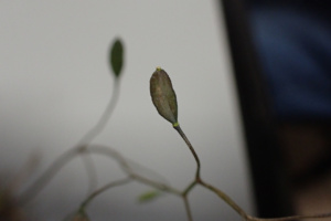 Draba verna ; Drave printanière, Drave de printemps, Érophile printanière ; ©Photo Alain Benard