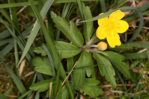 Anemone ranunculoides ; Anémone fausse renoncule ; ©Photo Alain benard