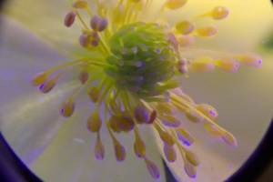 Anemone ranunculoides sous loupe UV ; Anémone fausse renoncule ; ©Photo Alain Benard