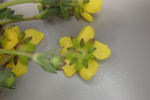 Potentilla verna ; Potentille printanière, Potentille de Tabernaemontanus, Potentille de printemps, Potentille de Neumann ; ©Photo Alain Benard