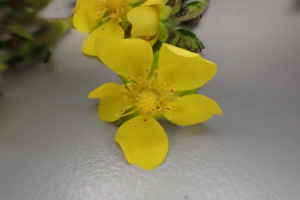 Potentilla verna ; Potentille printanière, Potentille de Tabernaemontanus, Potentille de printemps, Potentille de Neumann ; ©Photo Alain Benard