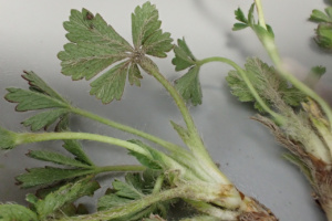 Potentilla verna ; Potentille printanière, Potentille de Tabernaemontanus, Potentille de printemps, Potentille de Neumann ; ©Photo Alain Benard